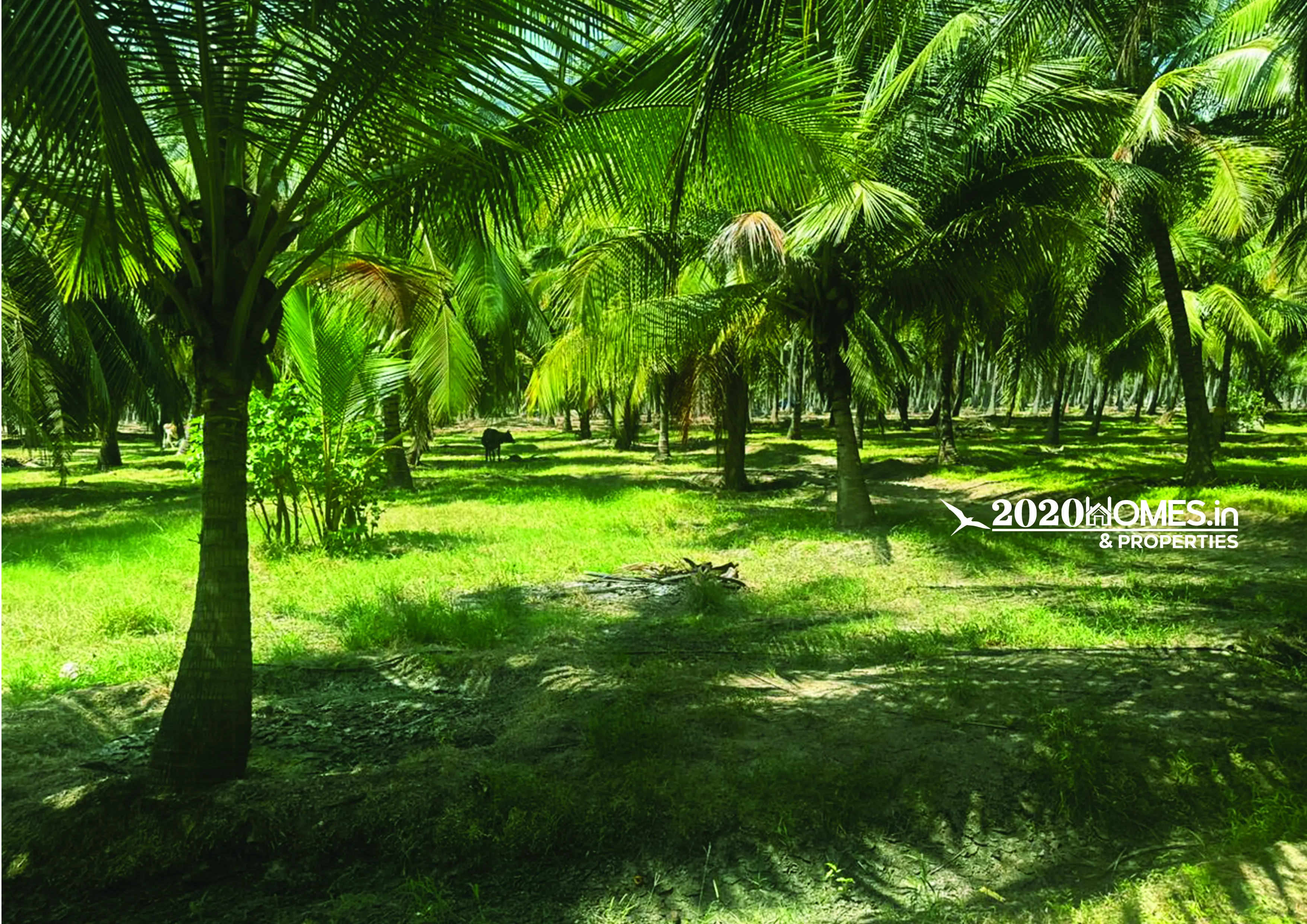 Pollachi  Duraiyur Farm